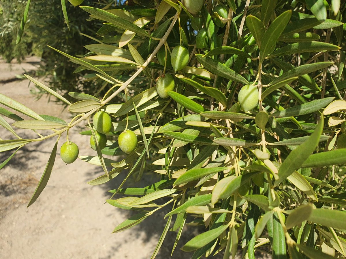 🤔Sequía y altas temperaturas marcan las primeras estimaciones de cosecha en la DOP Sierra de Cazorla
oleorevista.com/texto-diario/m…