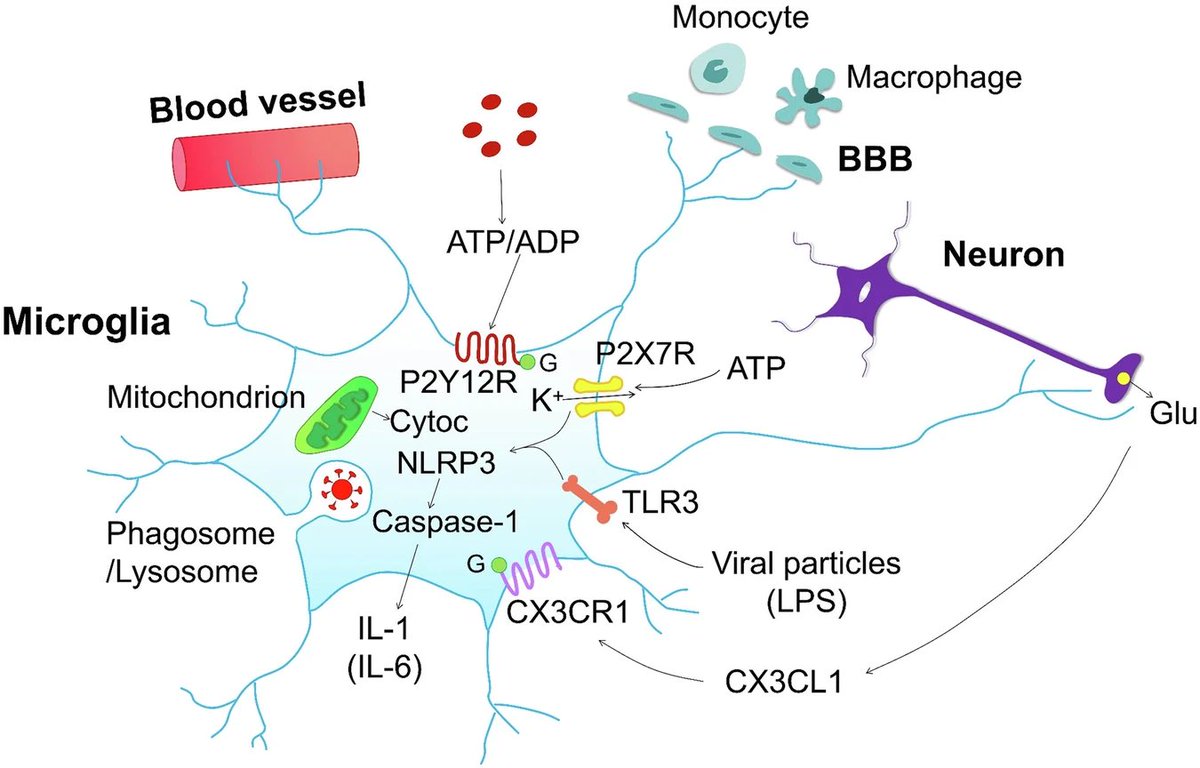 Examination of post-mortem brain tissue from COVID-19 patients revealed severe inflammation, gliovascular failure, and microglial dysfunction, particularly in the medulla.  1/