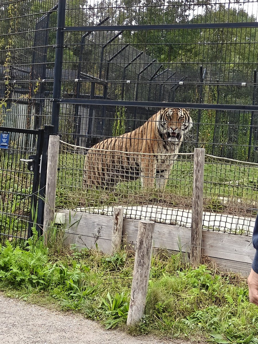Opa vroeg al of dit mijn nieuwe vriendje zou worden maar personeel deo dan komt er niemand meer op bezoek.aar de hebben het leuk in Friesland. Nog 4 nachtjes alleen #catsoftwitter