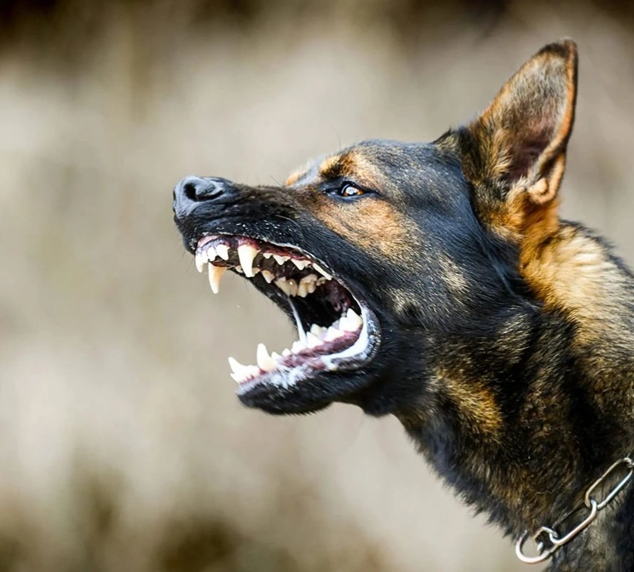 #saklıtarih
#tarih

“Sultanın köpeği sultandan daha tehlikelidir. Çünkü sultan ısırmaz ama köpeği ısırabilir.” 

—Nizamülmülk, Siyasetname