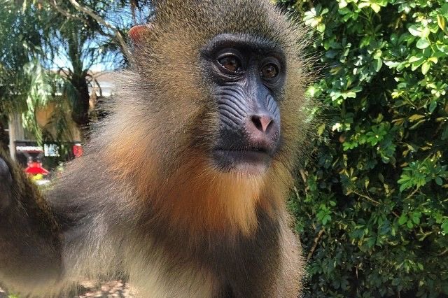 apes8U's tweet image. #HAPPY #WORLD #PRIMATE #DAY 🎉🥳🍾🎊🎈🎁👯‍♀️🪅🪩💓🐒🦍🦧🙋🏾‍♀️