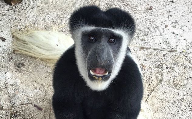 apes8U's tweet image. #HAPPY #WORLD #PRIMATE #DAY 🎉🥳🍾🎊🎈🎁👯‍♀️🪅🪩💓🐒🦍🦧🙋🏾‍♀️