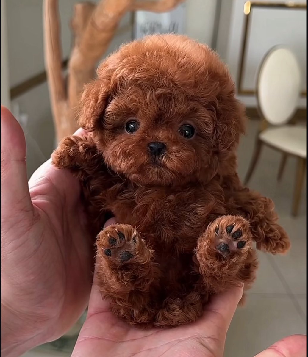 Meet my new puppy 

What should I call him?