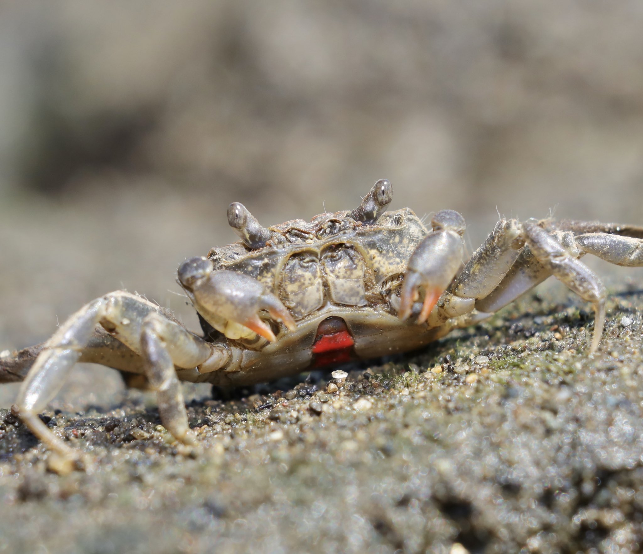 新品 美品 spindleshanks crab カニ 新品 美品 spindleshanks crab
