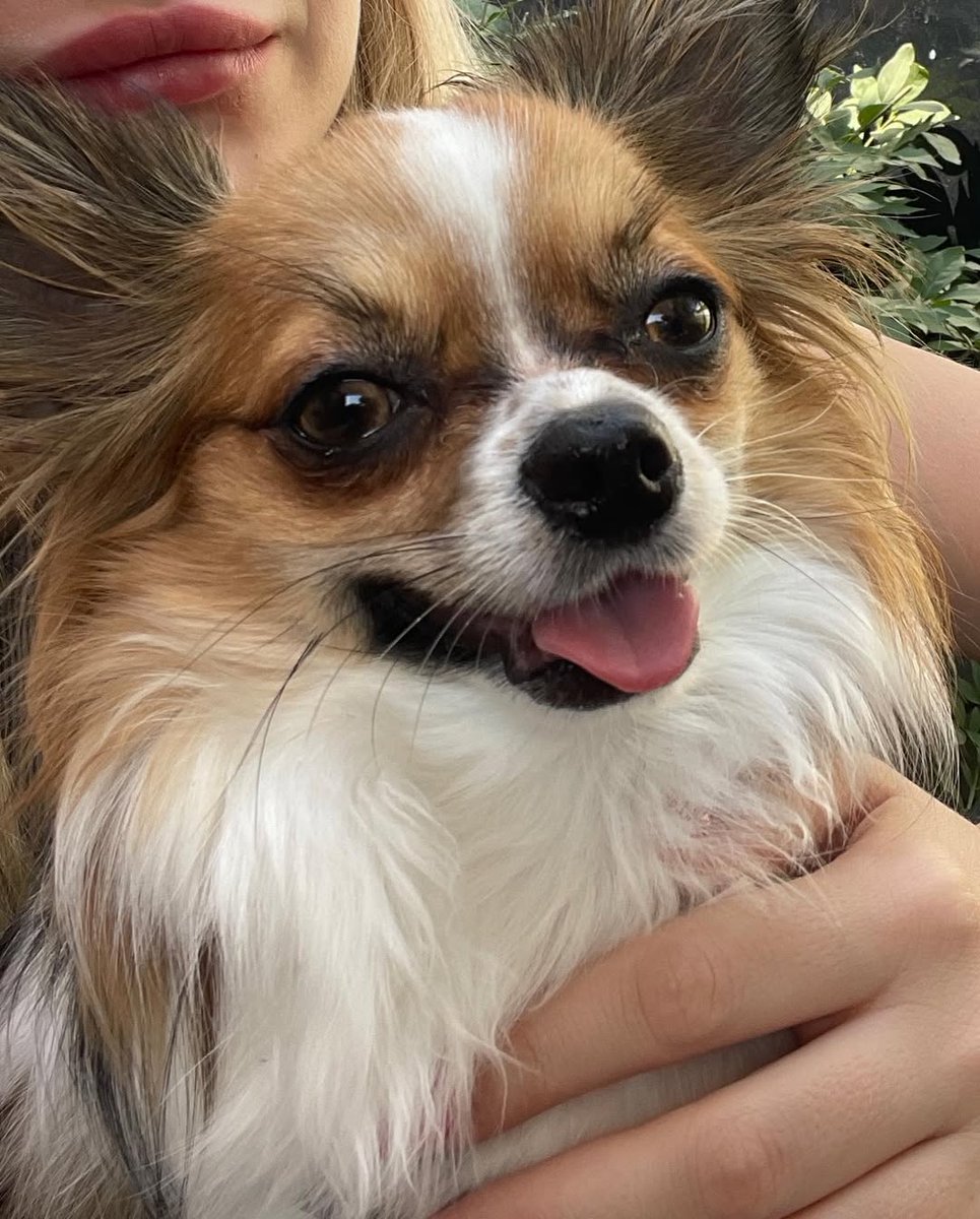 Giancsughan's tweet image. “Who can resist this sweet look? 🐾💖 My furry friend always brings me endless joy! #PetTime #DogDaily #Healing #HeartMoments”