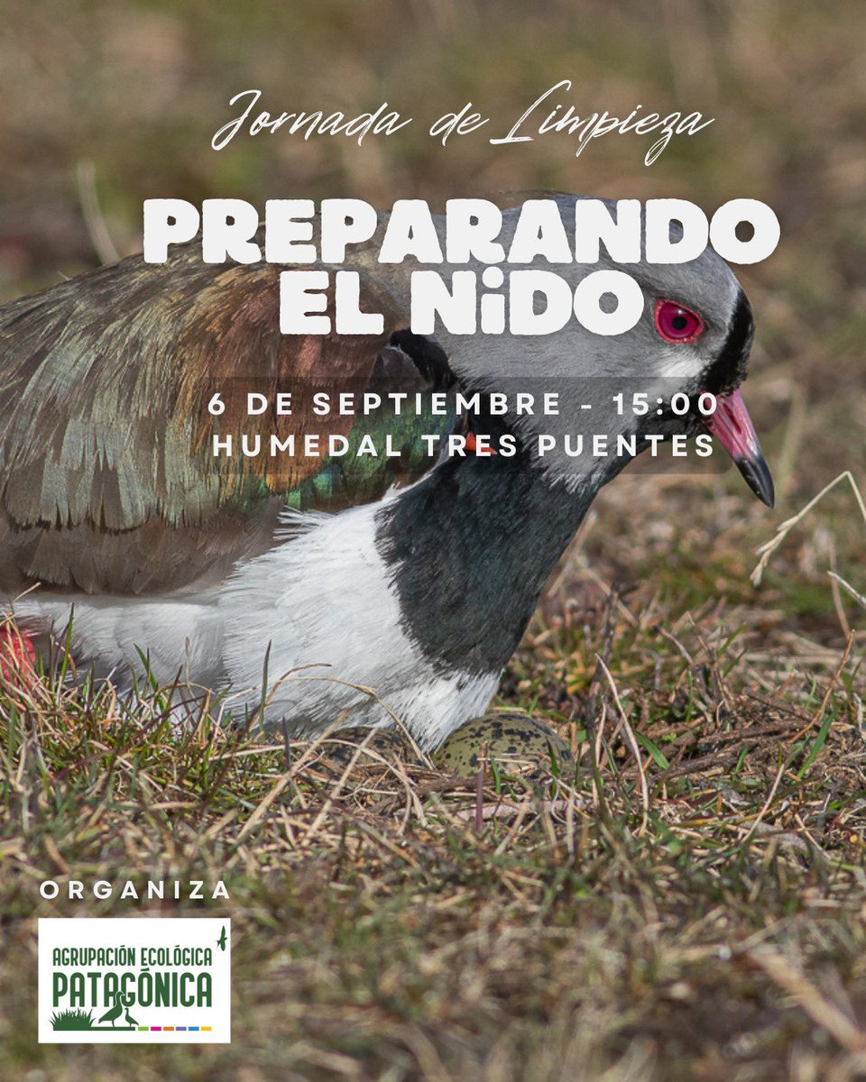 Todos invitados a esta hermosa actividad
“Preparando el nido”🪺, nuestra tradicional jornada de limpieza perimetral en el humedal urbano Tres Puentes de Punta Arenas.

¡Los esperamos! 🦩✨ 
Nos vemos el sábado 6.
Buena semana 🌱🪶