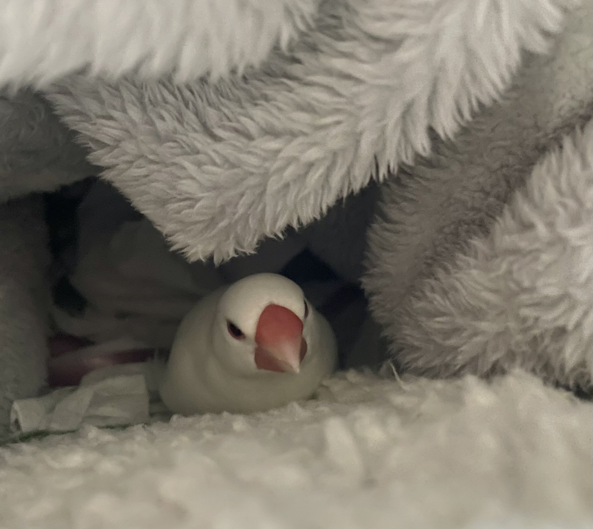 白鷗【小鳥＝羽虫無心】肉質画 janaxll8 on X: