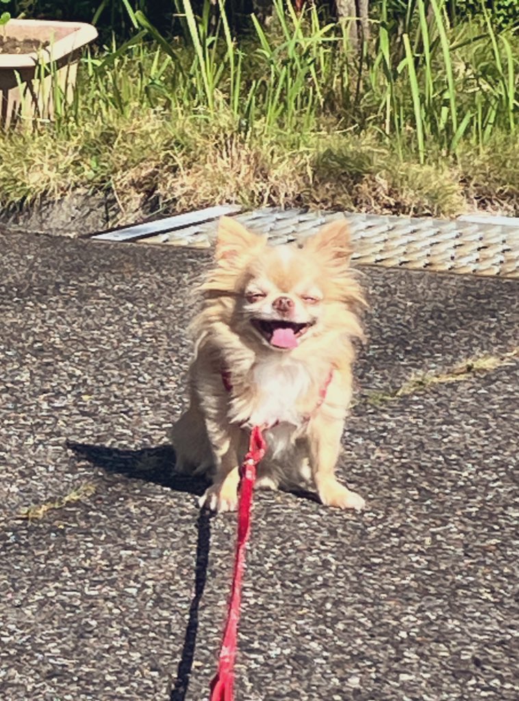 #何回でもポストしたくなるお気に入りの一枚を見せて
とびきり笑顔の散歩拒否