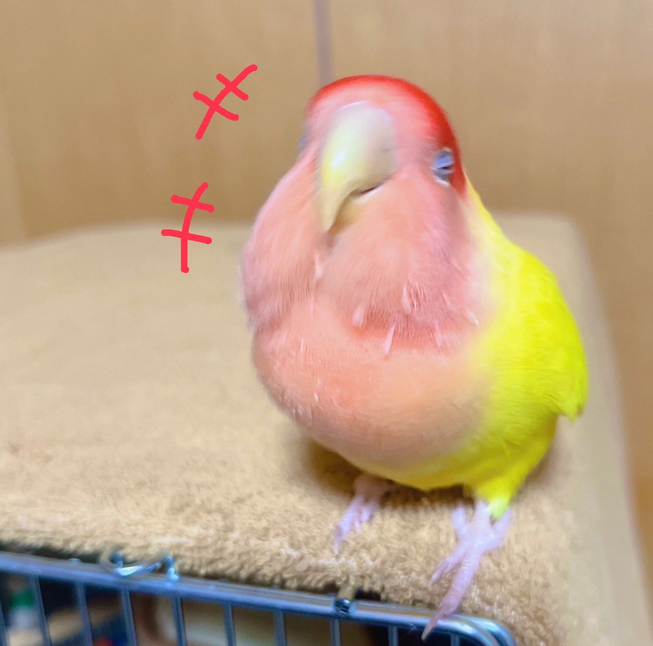 桜もちページ らてっこ和菓子 桜もち ( 1個 ) : ペットランドYahoo!店 - 通販