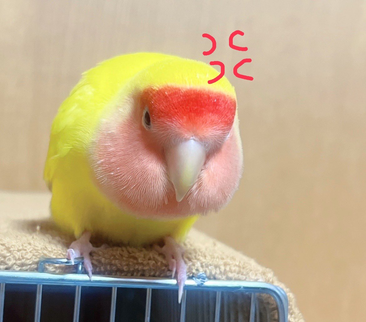 はむはむ❤︎桜 即購入OK!! はむはむ❤︎桜 即購入OK!!様 リクエスト 4点 まとめ商品