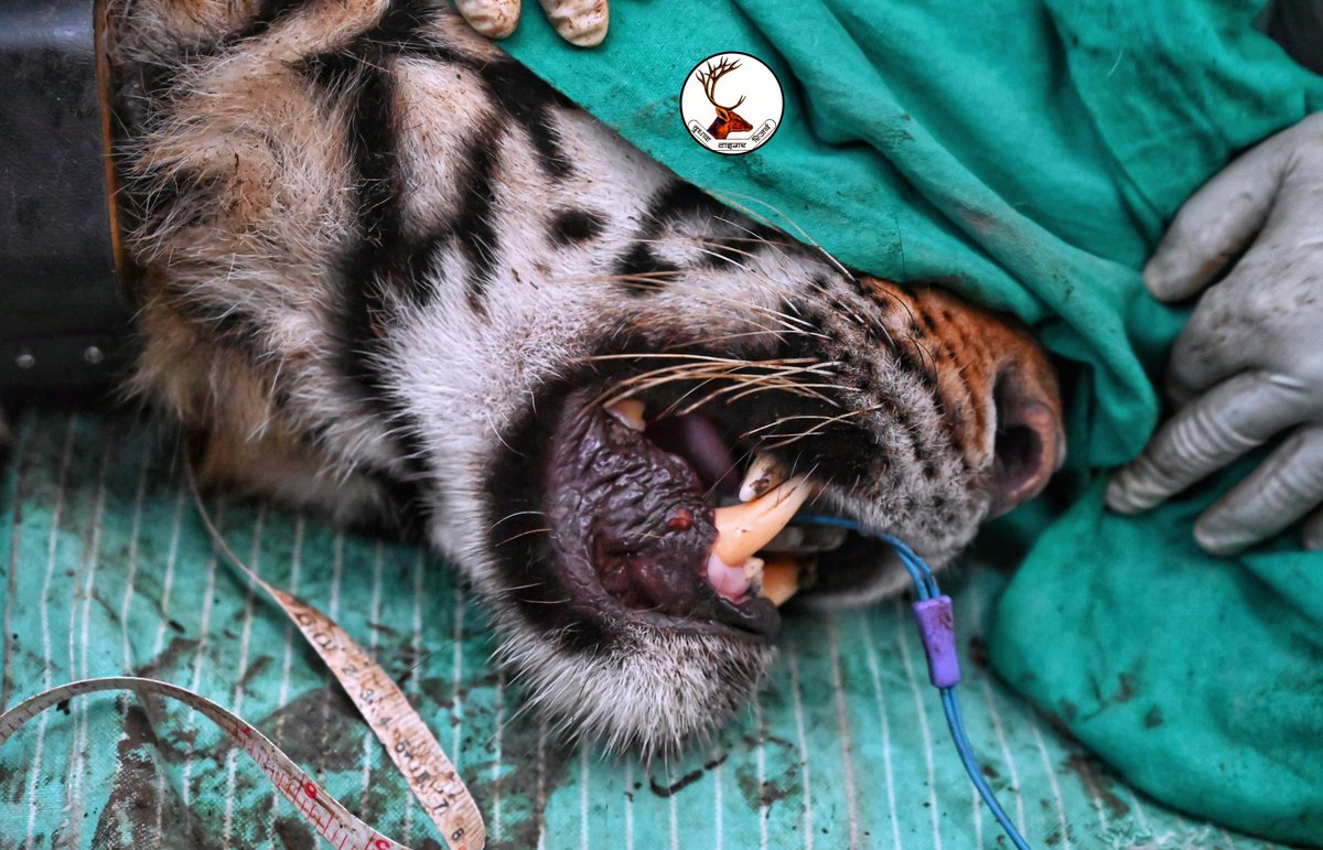 Dudhwa Tiger Reserve tweet media