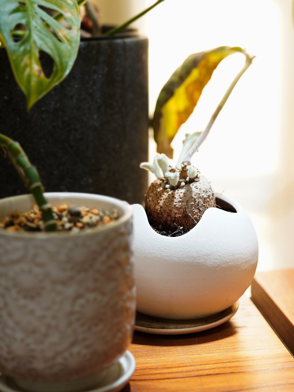 【にこにこ植物】速達 Aki Noguchi | banana on X: 