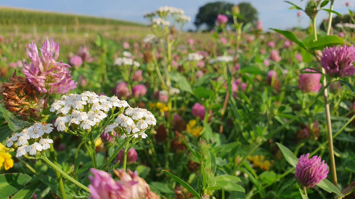 RAWarnau's tweet photo. Es summt, brummt, zwitschert auf unserer Blühwiese. Ein wichtiger Lebensraum für viele Insektenarten, einschließlich Bienen, Hummeln, Marienkäfern und Schmetterlingen.
#Artenvielfalt #Biodiversität #Insekten #Lebensraum #Lebensqualität 
https://t.co/ZcHrVhh9GN https://t.co/J2RV5vjHo8
