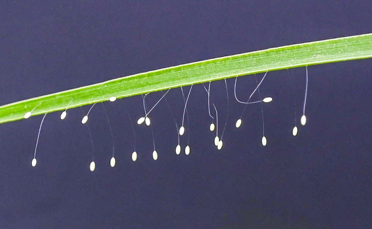 Woodpecker_cent's tweet photo. Green Lacewing (Chrysopidae) eggs for #macromonday.
Najafgarh, Delhi - August 2025.
#macroPhotography #macrohour #ThePhotoHour #natgeoyourshot #niffeature2025 #neuroptera #insectencounter #insectphotography #nikonphotography #insectsofdelhi #natgeoindia #lacewings #nature https://t.co/GDHPKiHEbv