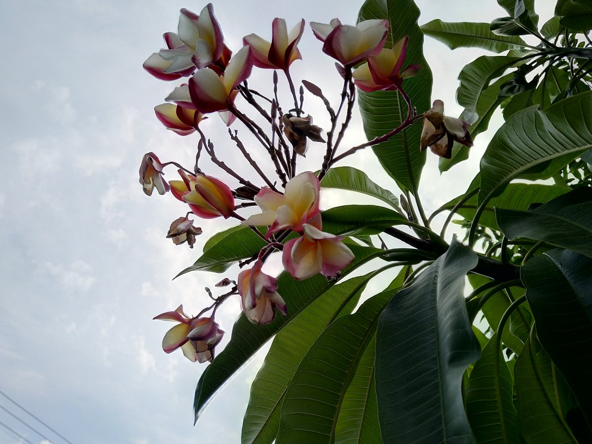 theoriginal086's tweet image. Left to Right
#Nokia8Scirroco
#Nokia9Pureview
#HMDSkyline

Scirocco is still impressive but Nokia 9 is simply in its own league here.