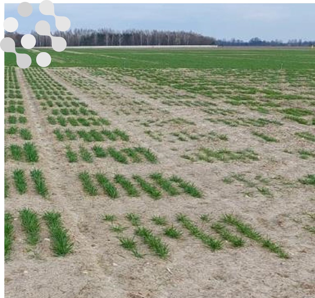 #dyk we have field platforms located in Europe where we can evaluate your biostimulant efficacy against abiotic stress in Winter crops?

Located in Spain and Poland, these platforms provide optimum conditions for the target effect.

#fieldtrials #abioicstress