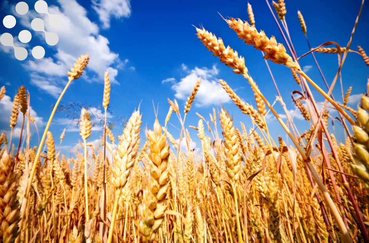 Do you want to save time to focus on your seed breeding strategy?

Our dedicated program managers can help you plan your autumn seeding campaign and dispatch your seeds to field sites.

Contact us for more information on how we can help you 
 
#seedssolutions #fieldtrials