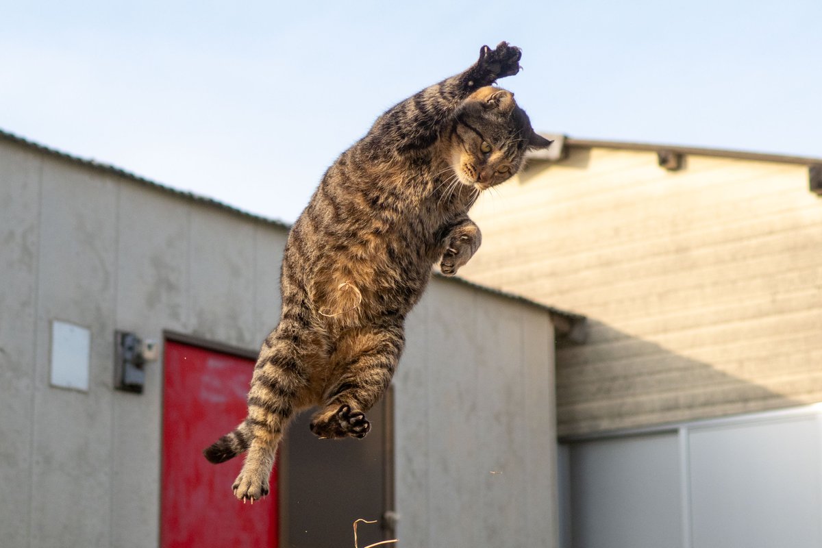 動けるタイプのぽっちゃり猫がかわいすぎる