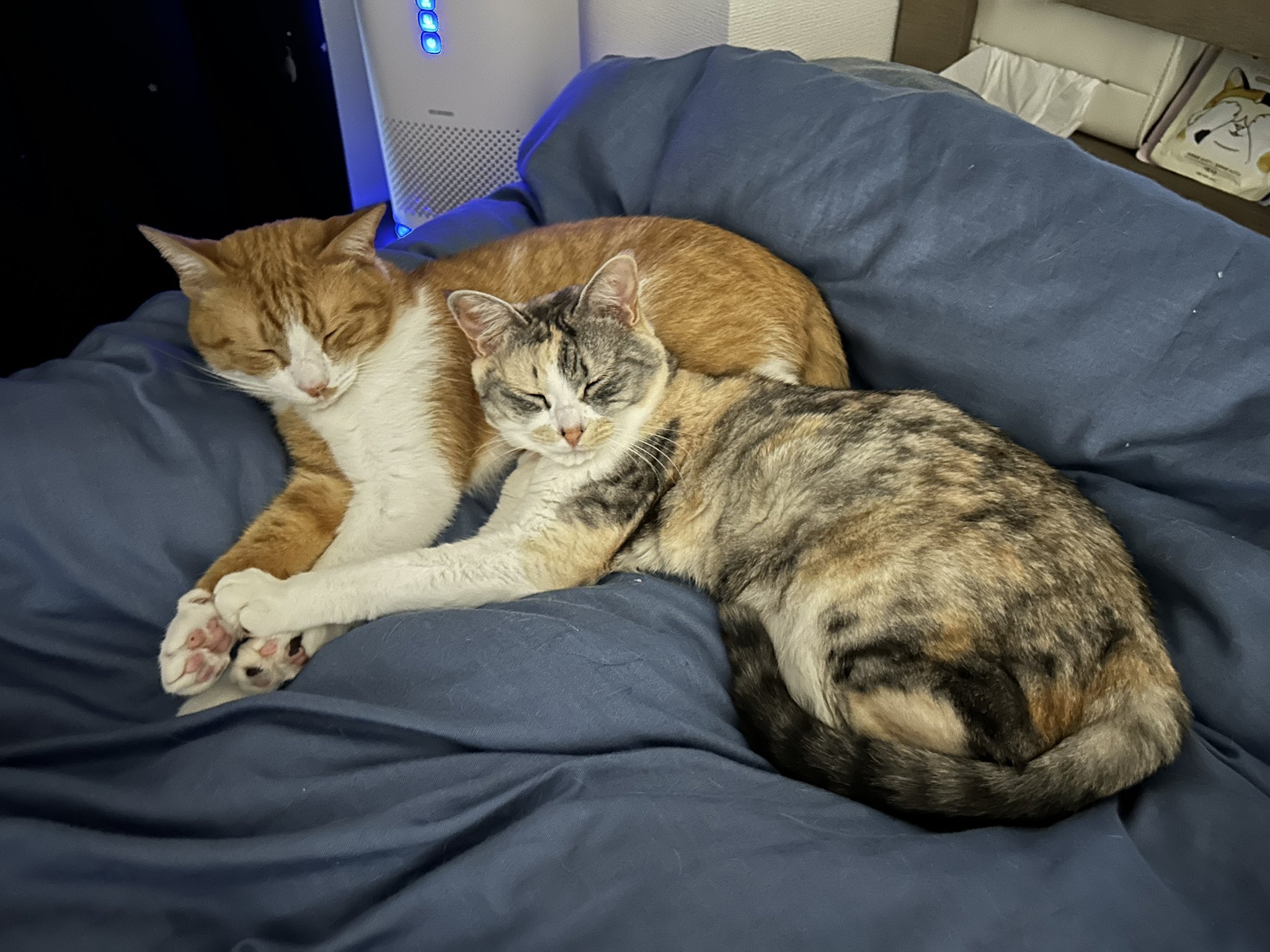 マッティ🐈🍡 on X: 