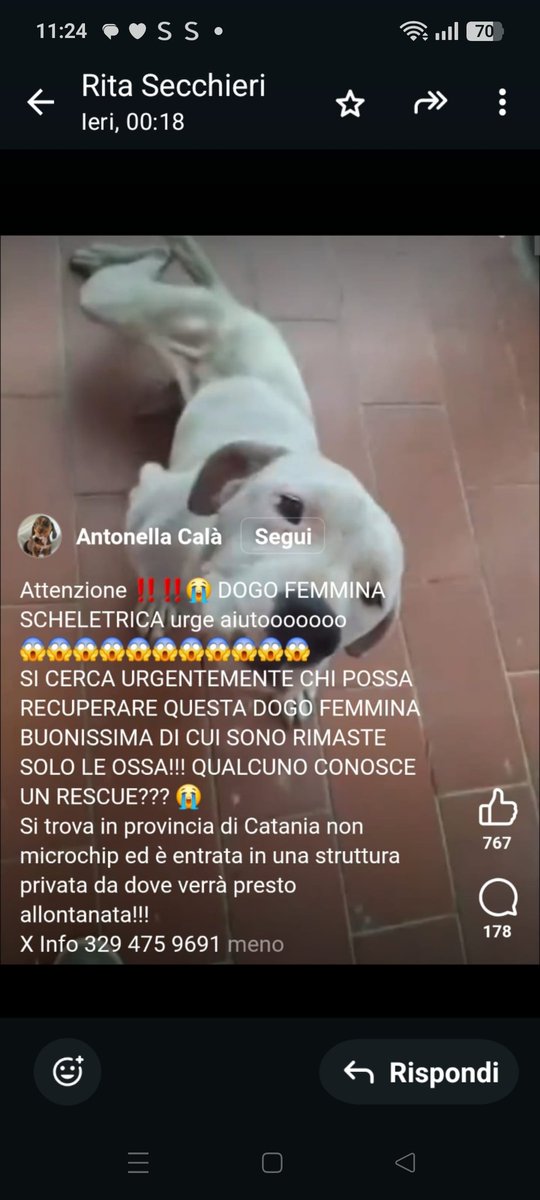DOGO FEMMINA, BUONISSIMA, È MOLTO MAGRA, SI TROVA IN PROVINCIA DI CATANIA, NON HA MICROCHIP, SI TROVA IN UNA STRUTTURA PRIVATA, MA PRESTO VERRÀ ALLONTANATA.🙏🙏🙏🙏🆘🆘🆘🆘❤️🙏❤️🙏
info 329 475 9691
Grazie 🙏❤️