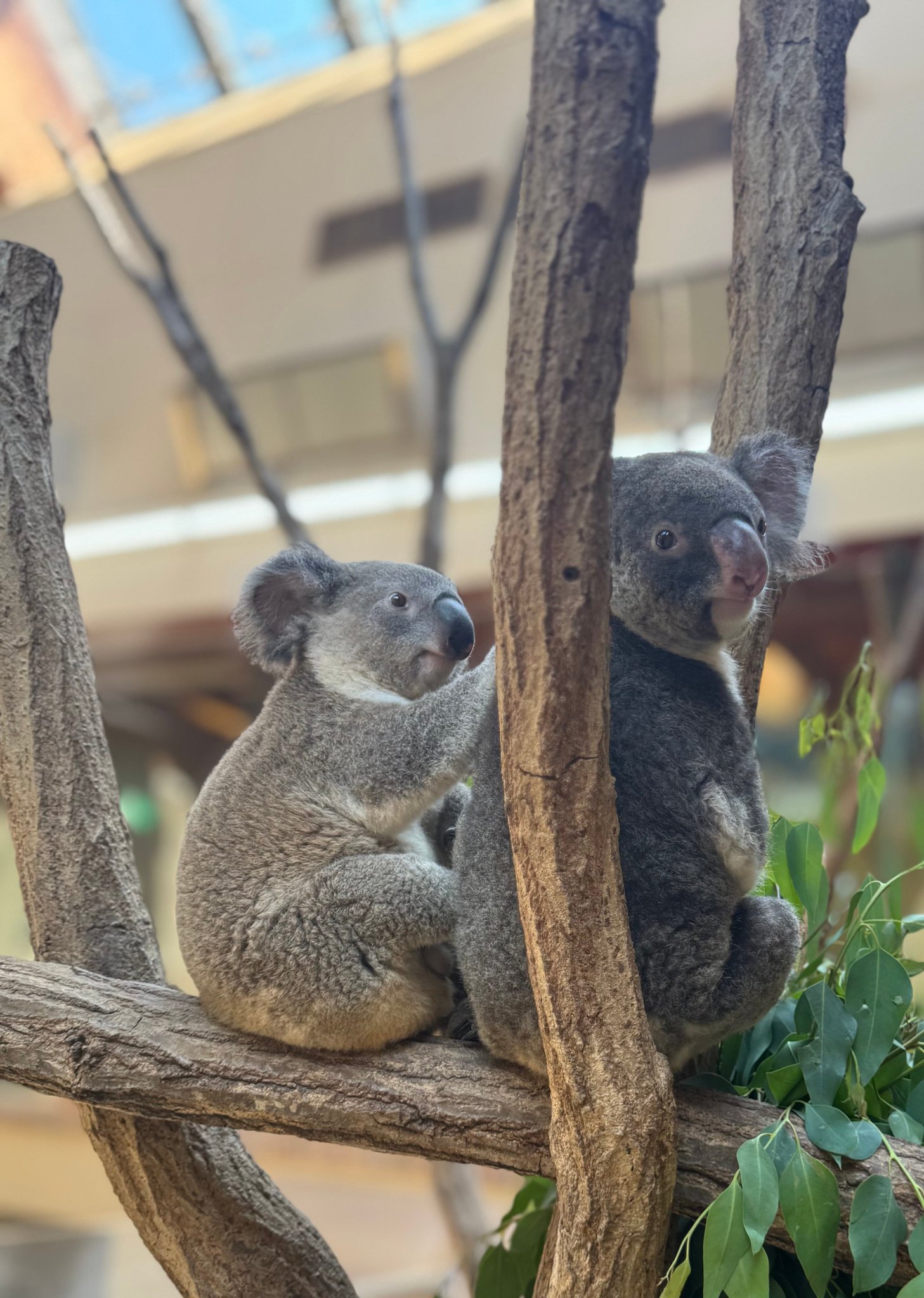 神戸市立王子動物園（公式） on X: 