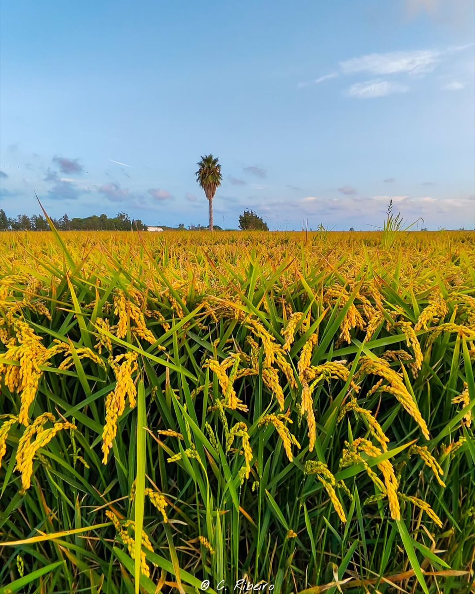 🌾 Els arrossars del Delta ja s'han transformat en una catifa d'espigues daurades. A punt per la sega!

📷 cristianribeirofornos

#DeltadelEbre #TerresdelEbre #ReservadelaBiosfera