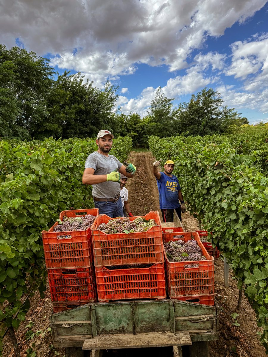 IlievWinery's tweet photo. 🍇 Берба на гевурцтраминер! 
🚜 Полни гајби, вредни раце и убав ден во лозјето! 🌞

#vineyard #gewurztraminer #grapeharvest #macedonia #winesofmacedonia #workhard #vineyardlife https://t.co/uyeokiGc4d