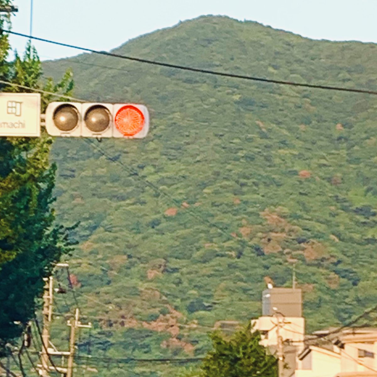 去年（左）に比べて山の枯れ木増えてる
毎年どんどん枯れていくのかな
怖い😨