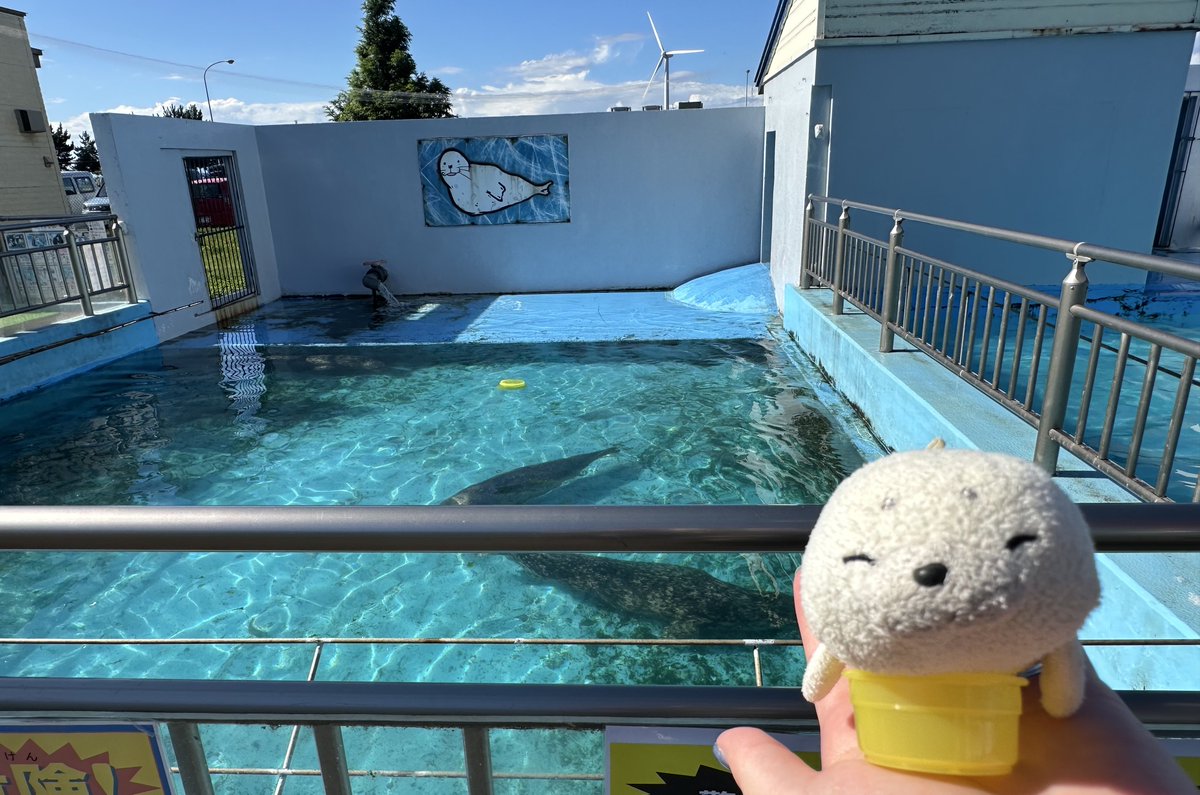 2025.08 #室蘭水族館 #室蘭民報みんなの水族館
さつきちゃん❣️せやねんもな❣️
おけ持っとるねん( `ω ´ 〃)おそろやな❣️
#せやねん