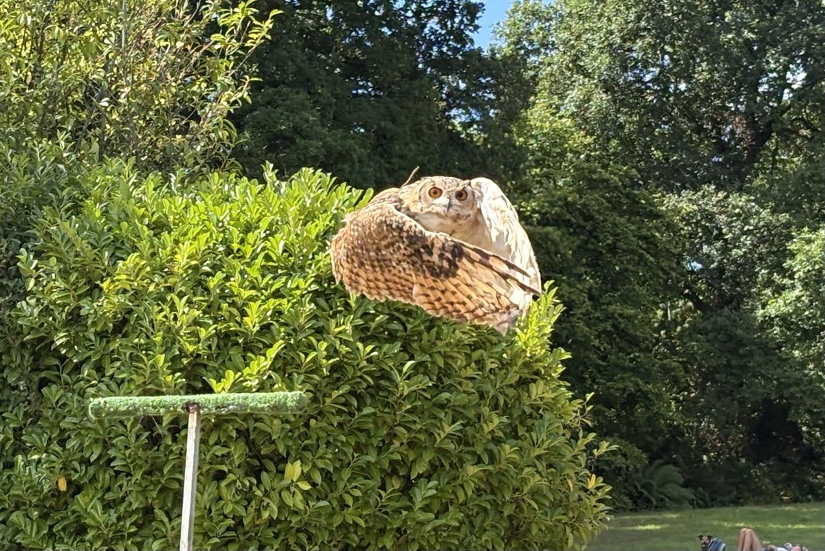 Such a difficult choice as I have some wonderful family memories in August. However, as the kids don’t want to be on social media, this is my favourite without the family. #DailyPictureTheme #Owl #birds #RobinHill #FavouritePhotoFromAugust