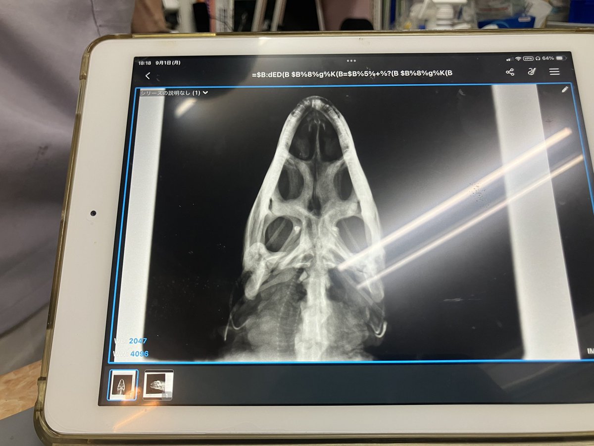 無事、手術が終了😌
生きて会えるかの50%で、なんと一難乗り越え、後は順調に回復するのを見守り、祈るだけです🙏🏻

#グリーンイグアナ