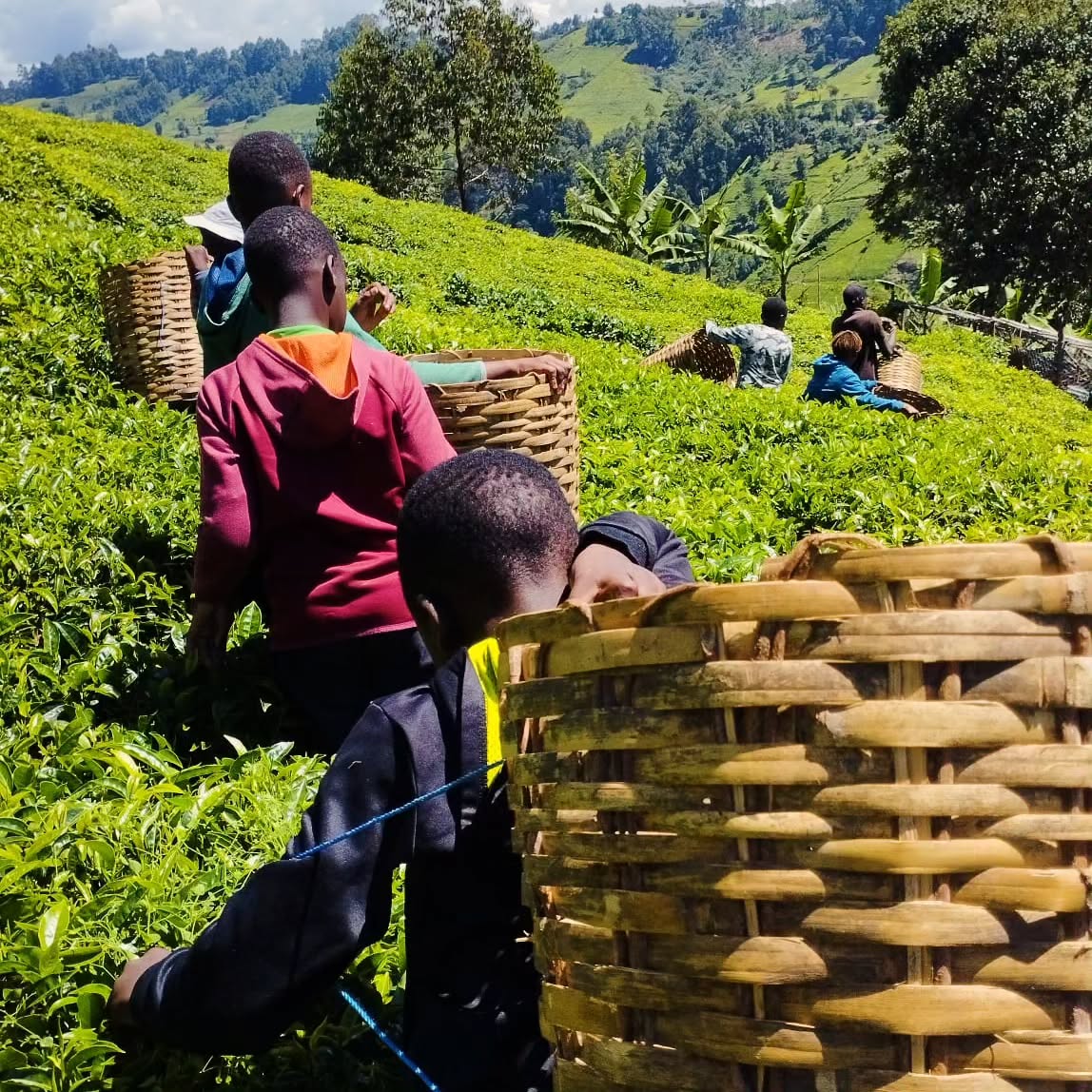 AberdareCDream's tweet image. Our #SchoolTrips offer experiential and holistic learning experiences that bridge academic knowledge with real life for a deeper understanding of nature & culture. Tag a teacher who might want to bring their students on a school trip here. #LearningBeyondTheClassroom #EduTourism