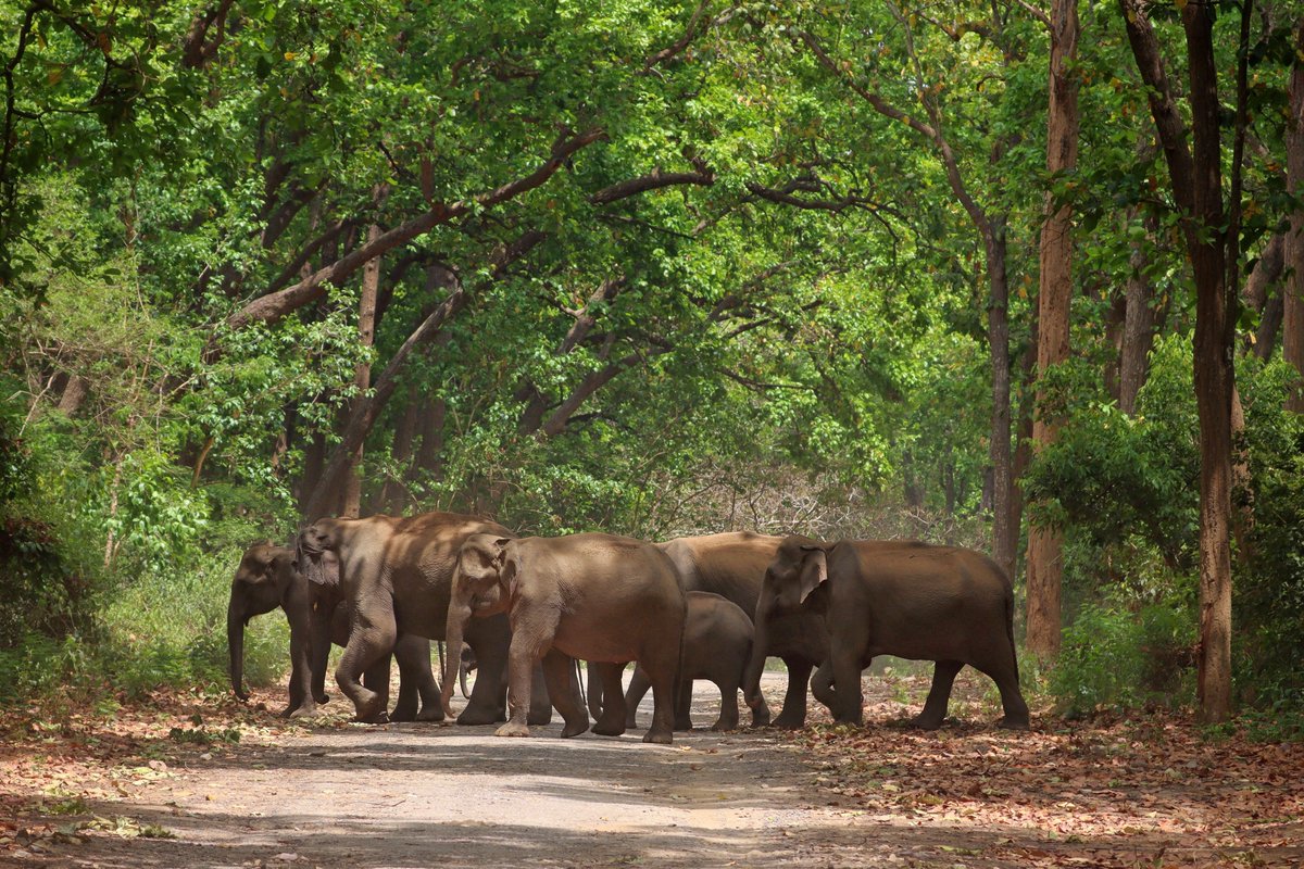 ➡️ #SouthSouthCooperation for resilient ecosystems 🌿

Mr. Dhirendra Kumar Pradhan, Joint Secretary, Ministry of Forests &amp; Environment, #Nepal🇳🇵, led a 5-day study visit to 🇮🇳 to learn more about wildlife risk insurance models.

The delegation met <a href="/moefcc/">MoEF&CC</a> officials &amp; visited