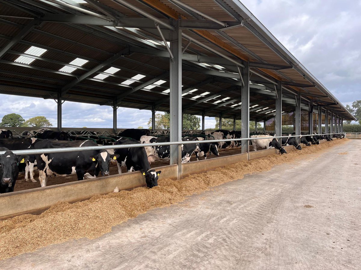 BGS Grassland Farmer of the Year 2025
Last Thursday, our judges visited the second finalist – James Witter (Cheshire Grassland Society). James runs a herd of 525 cows, mostly Holstein Friesian, on 290 ha near Sandbach. Luckily, the rain held off until the judging was completed!