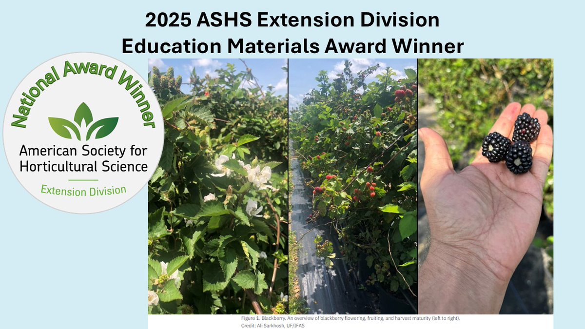 Muhammad A. Shahid, Shahid Iqbal, and Ali Sarkhosh won an ASHS Extension Division Education Materials Award for the factsheet "How to Build a Blackberry Trellis System: A Complete Guide"
edis.ifas.ufl.edu/publication/HS…