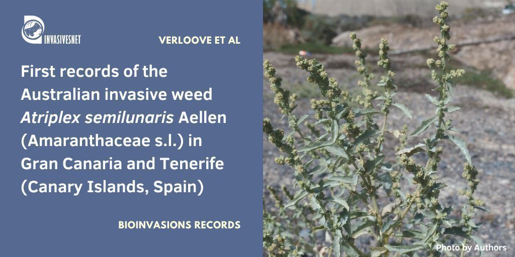 Invasivesnet's tweet image. The Australian invasive weed Atriplex semilunaris is recorded in Gran Canaria and Tenerife. Its recent appearance may be the gateway for its introduction to the rest of the archipelago. Open access buff.ly/YpmWjUs #INVASIVESNET #BIR