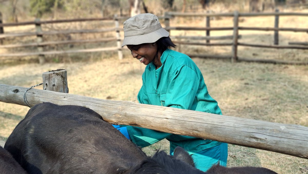 Early morning on the farm. Taking 'the kids' out to collect ticks. No summer rains yet but collected R.simus, R.evertsi, A.hebraeun, H.rufipes and H.truncatum.