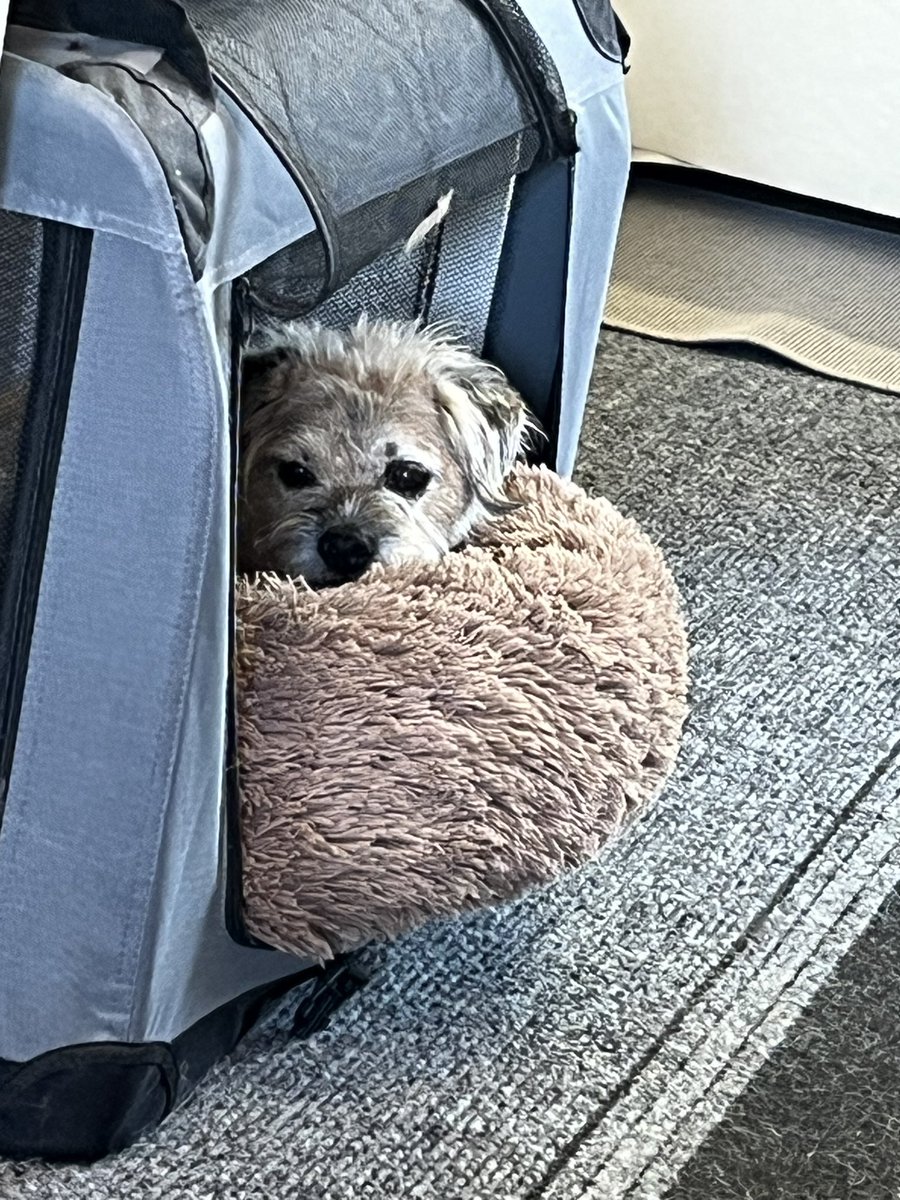 The chicken caused me to need a 💩in the night and to get her awake I stood on her ribs, the ones she cracked 3 weeks ago. Am I bovvered learnt some new swear words