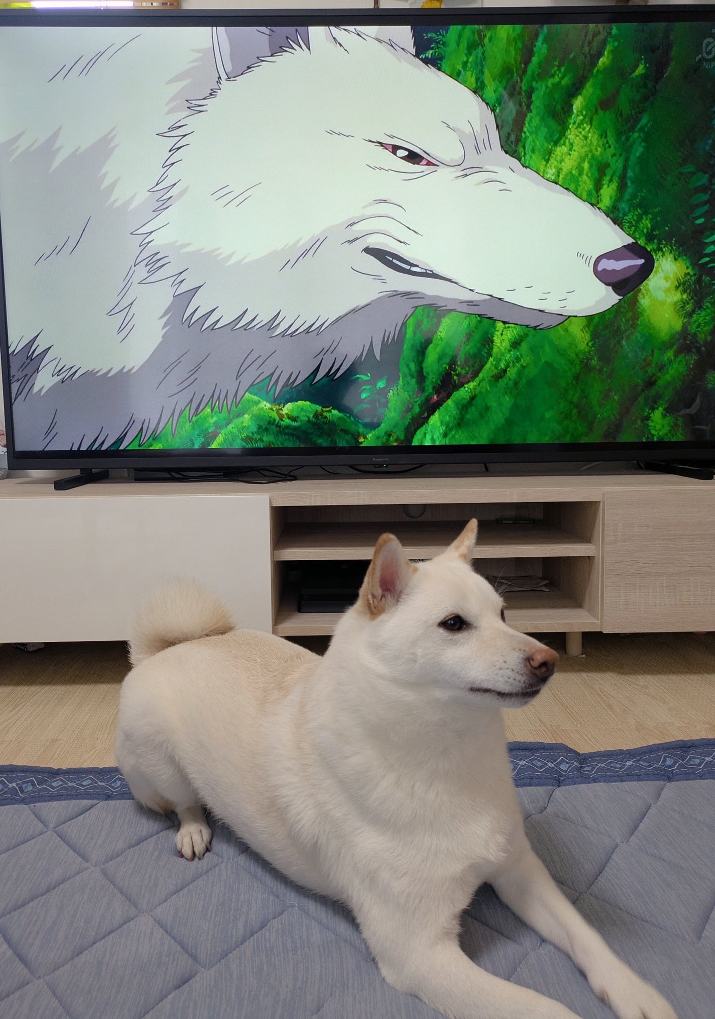 白柴犬まんまる on X: 