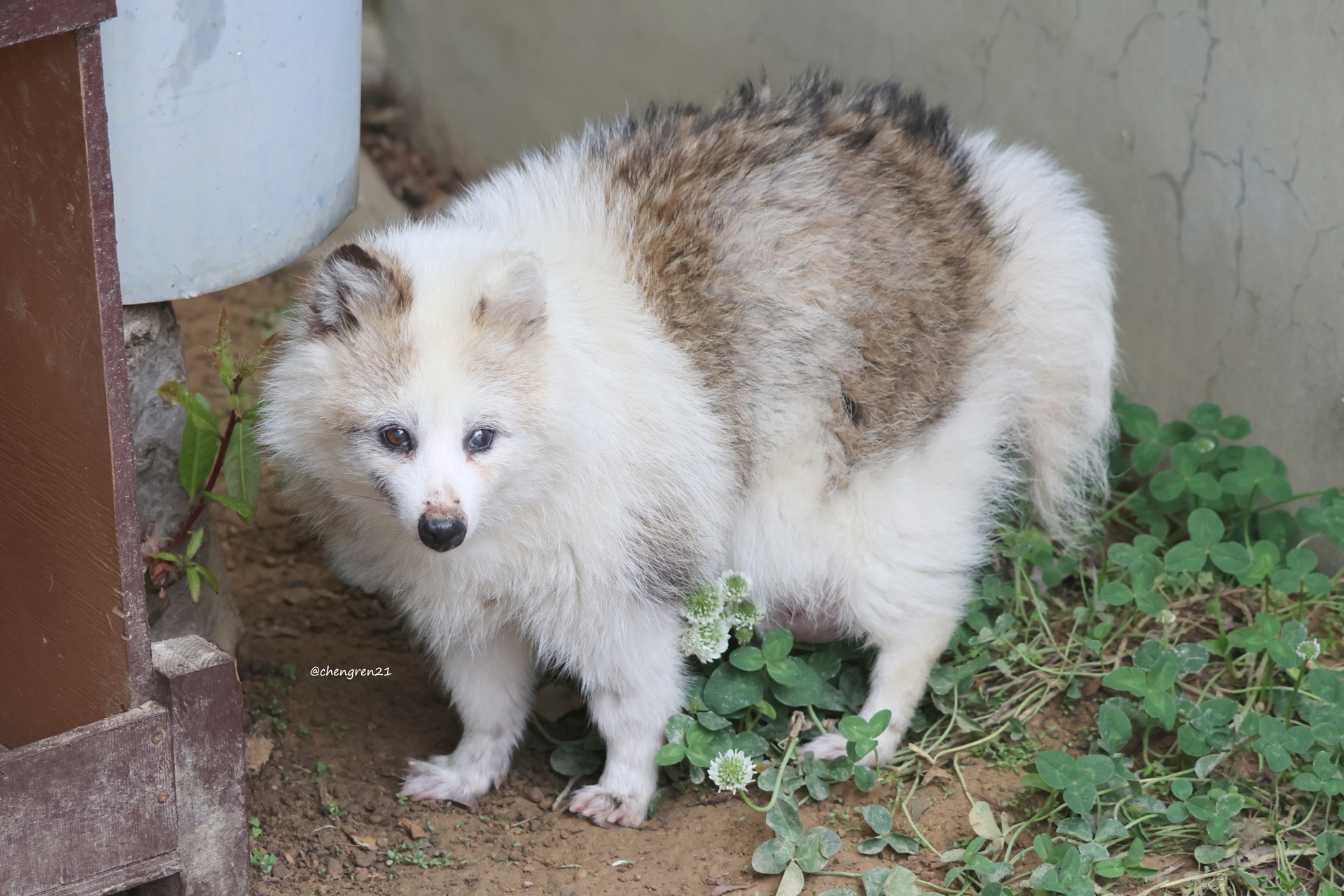 たぬき たぬき土鈴 (信楽焼) 鴻月 KOSTS1｜郵便局のネットショップ