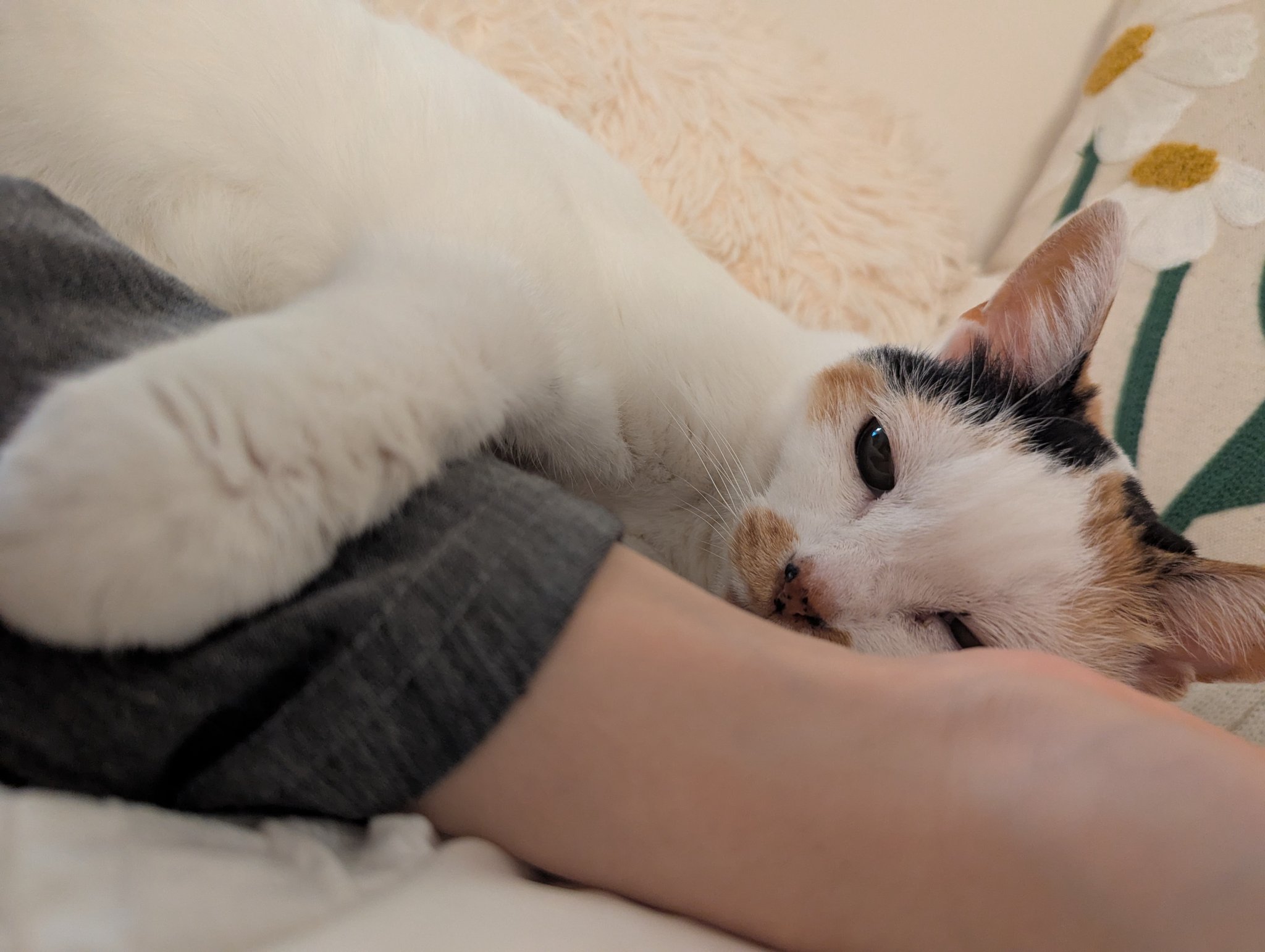 ◯●猫太郎ページ●◯ Amazon | [ADSNS] キャット ハウス ちぐらタイプ 猫小屋 猫