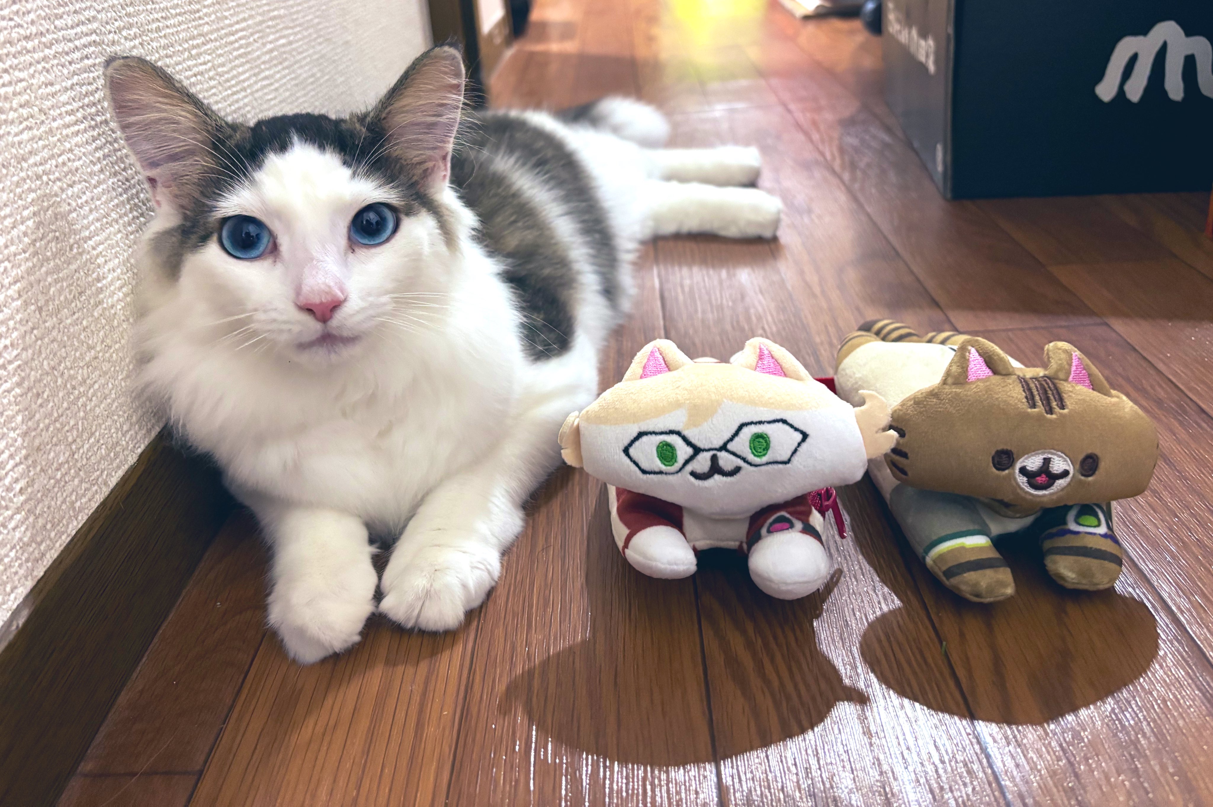 K-CAT (猫好き工房 )様　おまとめ　No690D  696D  699D くみ on X: 