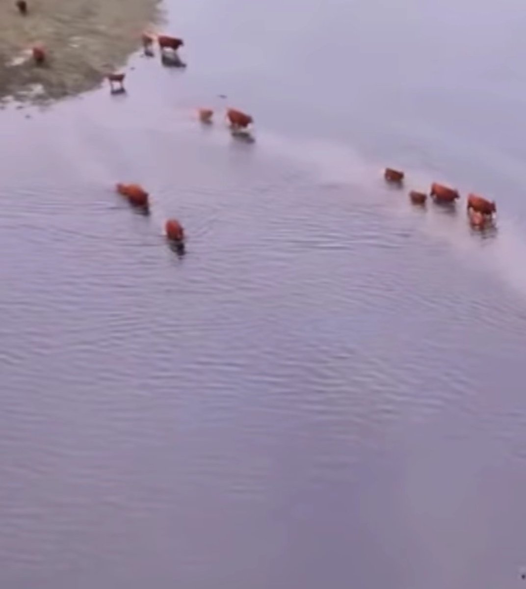 #9deJulio Causa cada vez más preocupación las inundaciones en los campos del distrito. Con las últimas lluvias quedó muy complicada la localidad de #Quiroga. Animales en una situación angustiante. Perjuicios económicos muy importantes por la pérdidas de cultivos. Dramático!!!