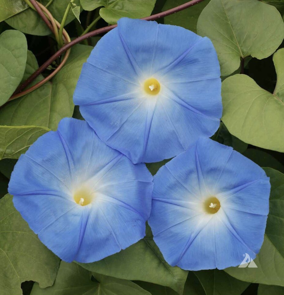 BitNik94's tweet photo. Sapevi che i semi della Morning Glory contengono #LSA ? 
#MorningGlory #psichedelici #psichedelics #piante #piantesacre #piantemaestre #natura #nature  #mindtrip #trip #trippy #enteogeni #misticismo #meditazione #meditations  #fattanza #psiconauti https://t.co/z6AgEAB7Vm