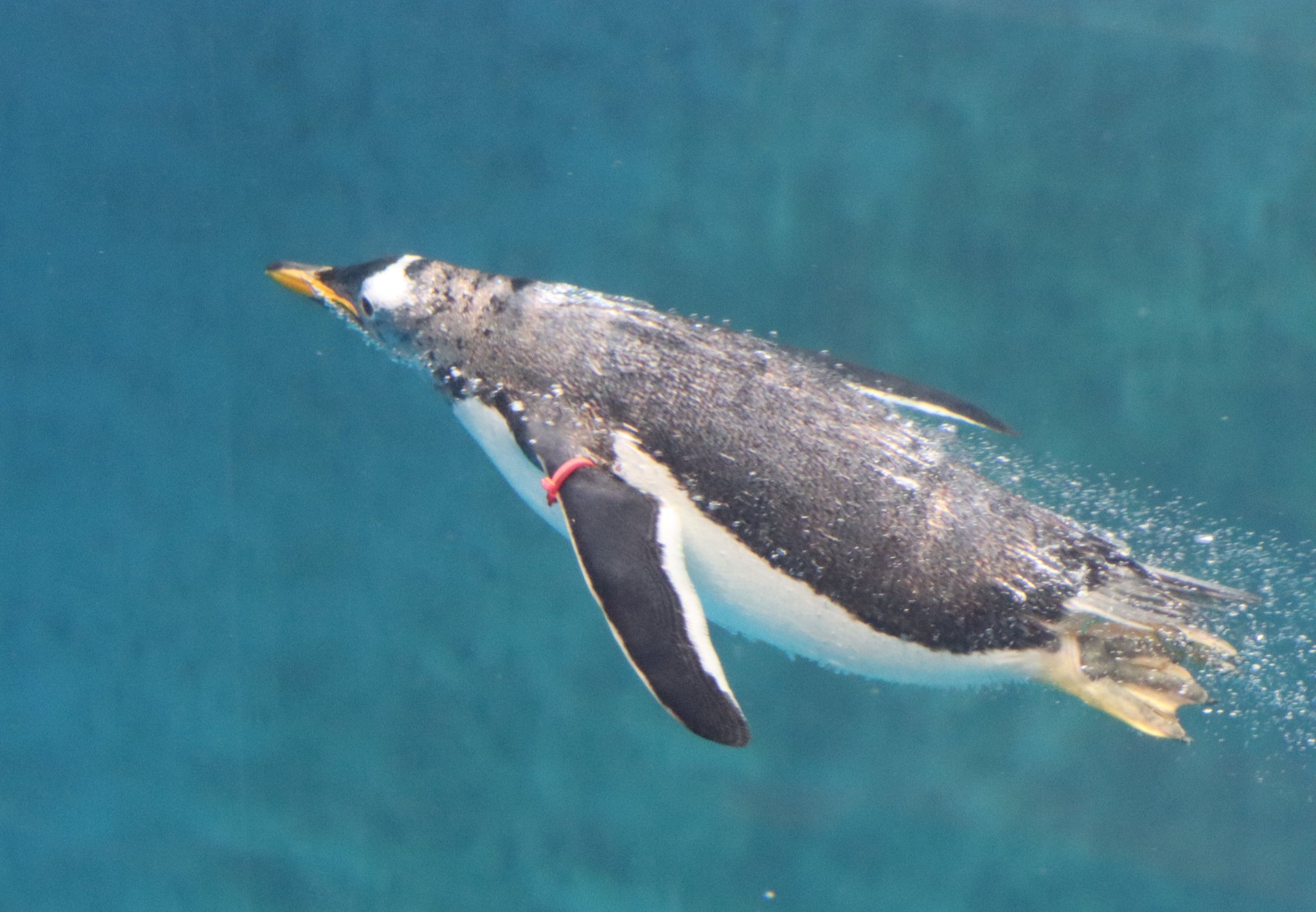 水族館で買ったペンギン 水族館で買ったペンギン