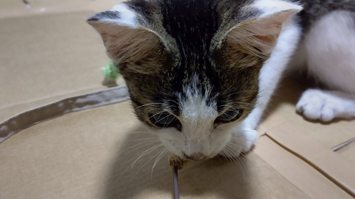 子猫保護五日目
猫じゃらしがいたくお気に入りの様子