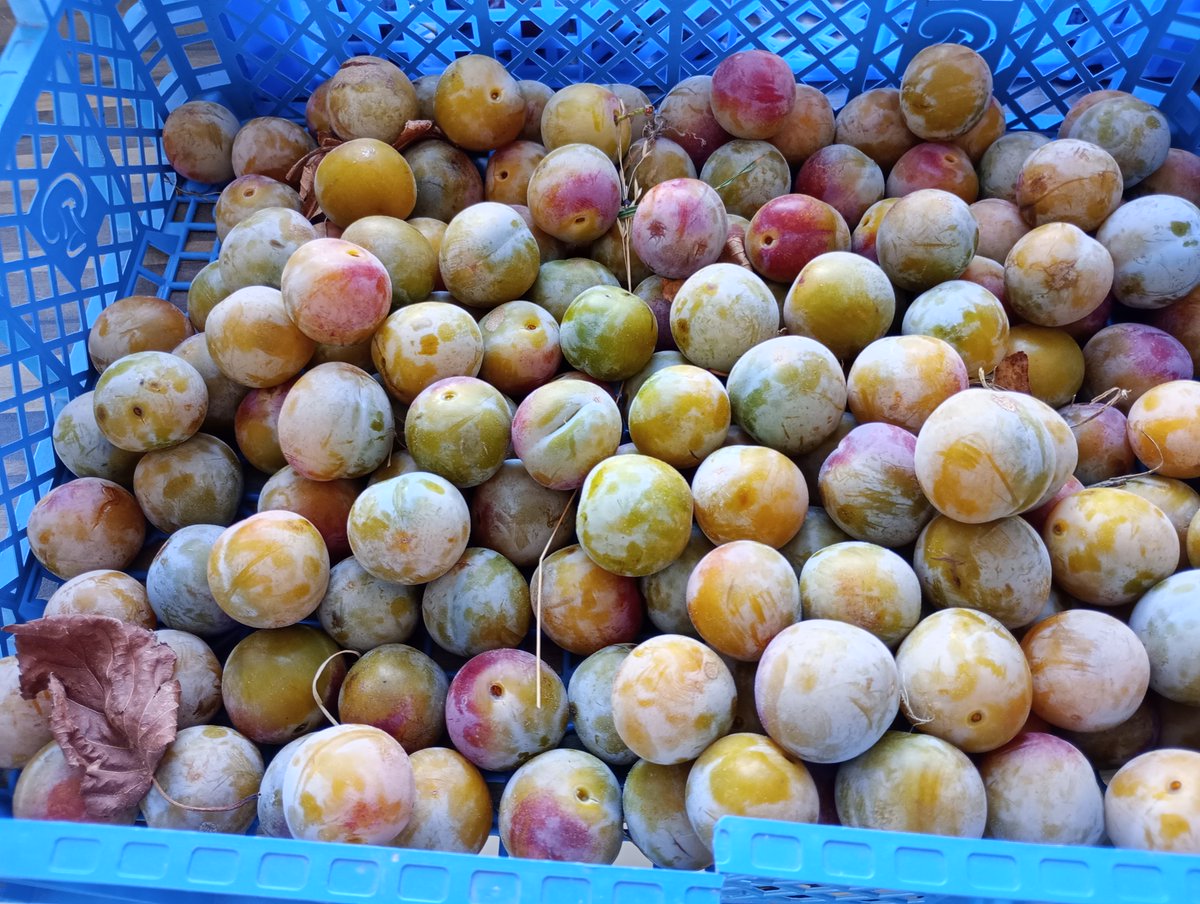 Sr Jessica tweet media