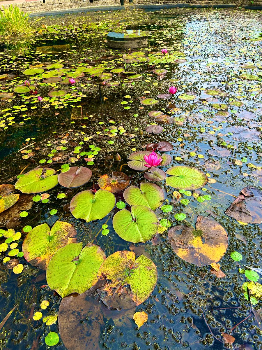 LStewart_books's tweet image. Love a lily pond 😍
#MondayMorning #PondEarth 
#GardenCity