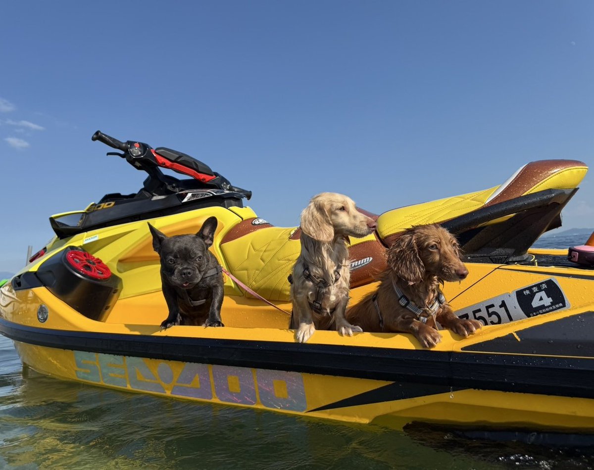 8月のてんじん。海から涼しく初めての打ち上げ花火。初琵琶湖。初ジェットスキー。たのしすぎた8月も終わり。🏖☀️
9月も一緒にいろんなところいっぱい行こうね。🐶❤🐶