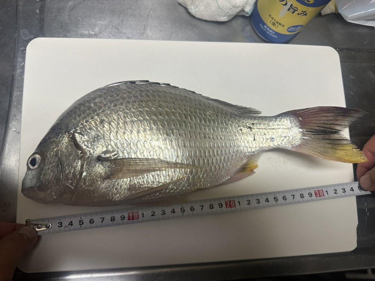 until_mk_2's tweet photo. 昨日初めて夜釣りして釣れた子たち🎣
ぎーちゃんがおいしく調理してくれて大満足なり🤤 https://t.co/0YBngyft7D